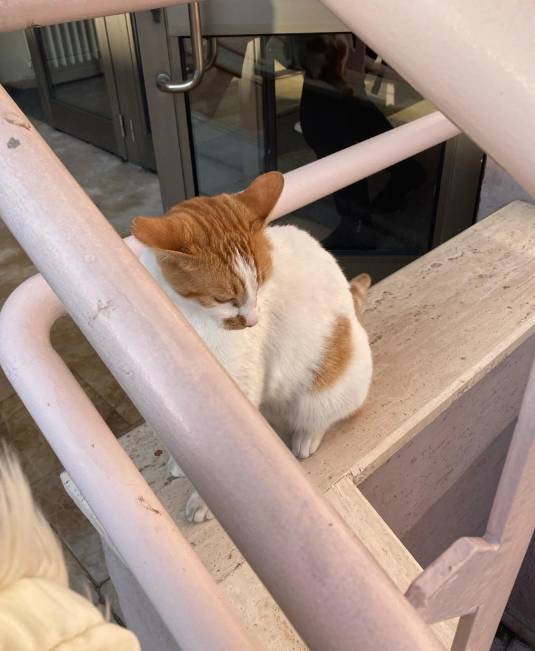 Öğrencilerin gözü önünde kediyi 5. kattan itti. Kedi Eros'un yankısı sürerken. Bu nasıl hoca 3